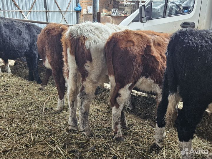 Бычки и быки