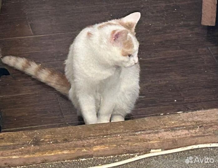Кошка