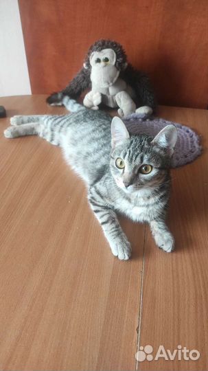 Кошка бесплатно