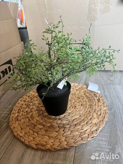 Фейка Искусственное растение, Мюленбекия, икеа