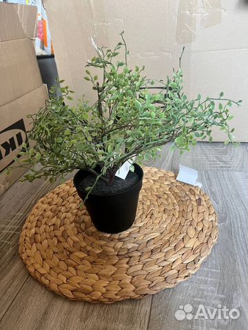 Фейка Искусственное растение, Мюленбекия, икеа