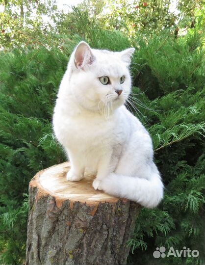 Шикарный британский кот