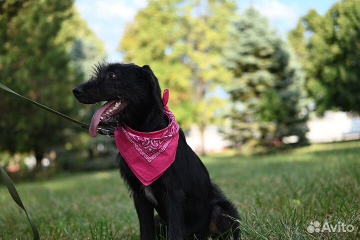 Щенки дратхаара (помесь) 6 мес