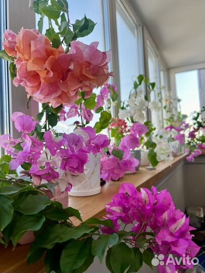 Бугенвиллия