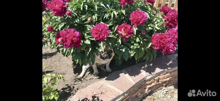 Пионы корни