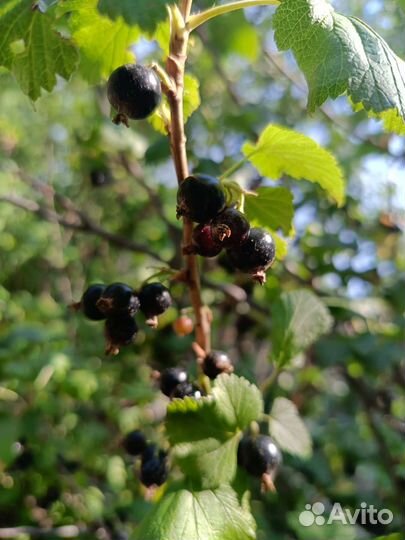 Домашние заготовки, варенье