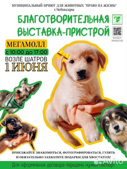 Щенок в добрые руки бесплатно