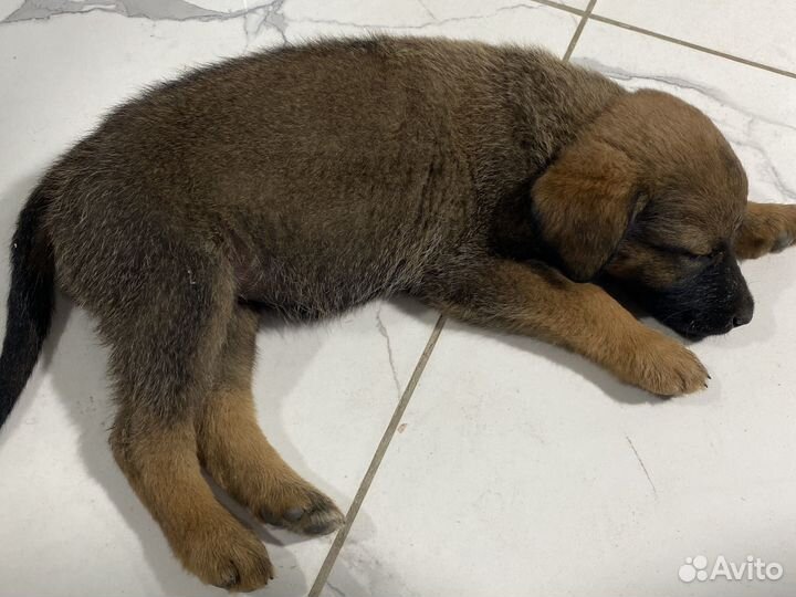 Собака в добрые руки щенок мальчик бесплатно