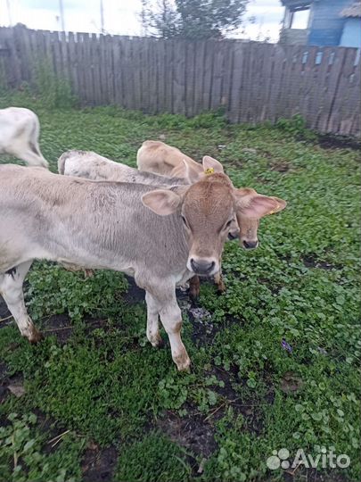 Б Телята породистые