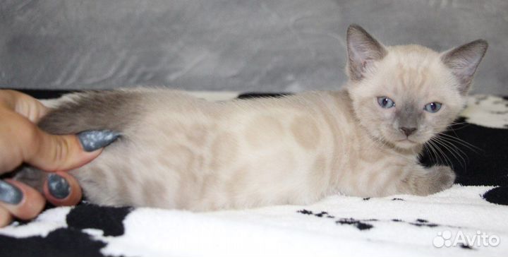 Бенгальская девочка