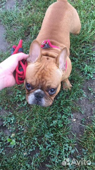 Гостиница для комнатных собак