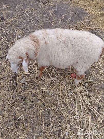Овцы бараны ягнята оптом