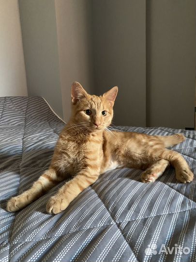 Рыжий котик