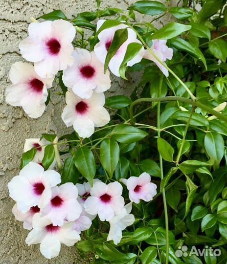 Иксора, Граптофилум, Пандорея, Малалеука, Пальма