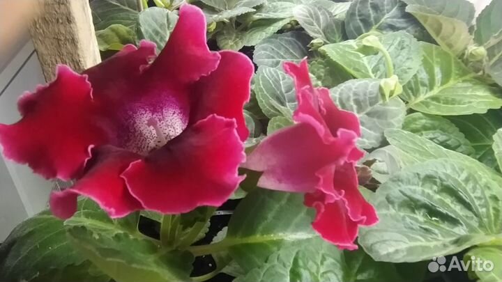 Глоксиния цветущая