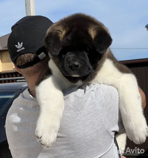 Щенки американской акиты