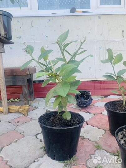 Лимонное дерево с плодами