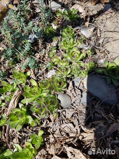 Каменная роза