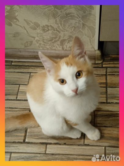 Котенок в добрые руки