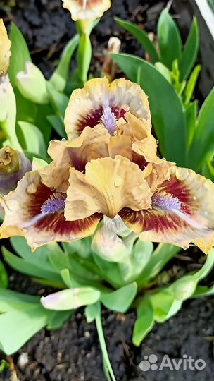 Продам ирисы сибирские, карликовые, лилейники