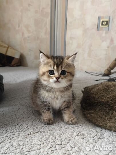 Британские котята