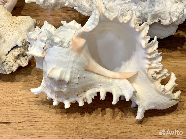 Кораллы Раковины морские