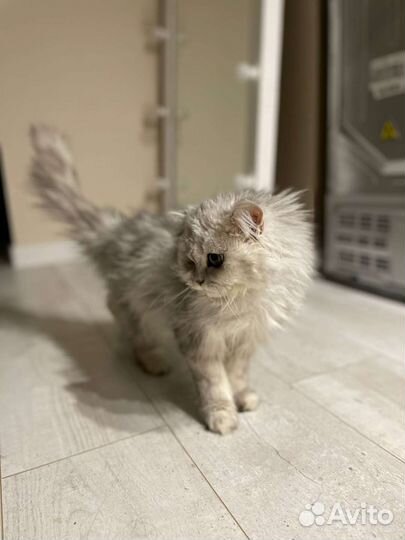 Шотладский кот