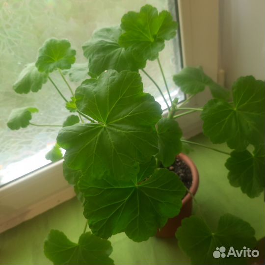 Пеларгония герань