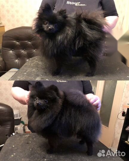 Груминг (стрижка) шпицев