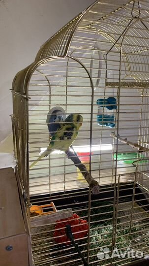 Попугай волнистые девочка и мальчик