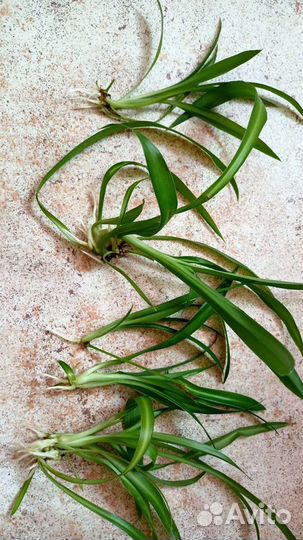 Хлорофитум