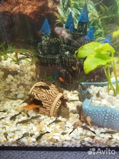 Аквариумные рыбки