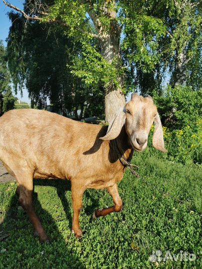 Нубийская коза