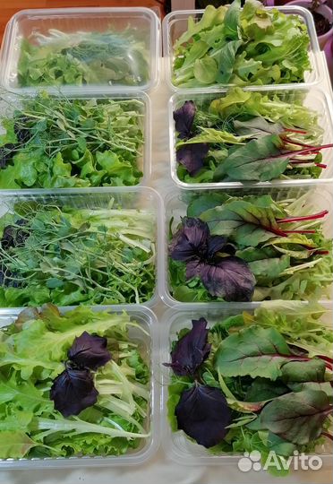 Салатная зелень, микрозелень