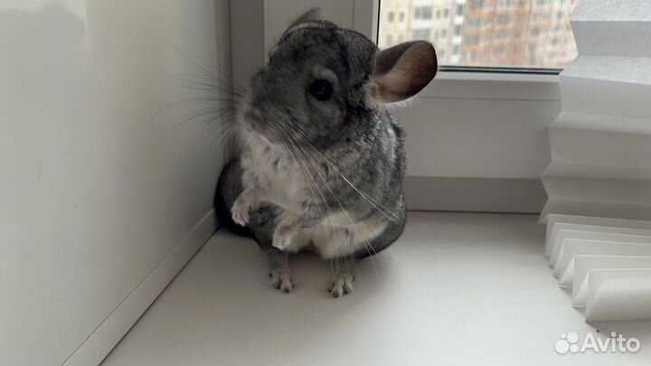 Шиншилла с клеткой