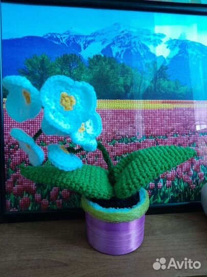 Интерьерные цветы