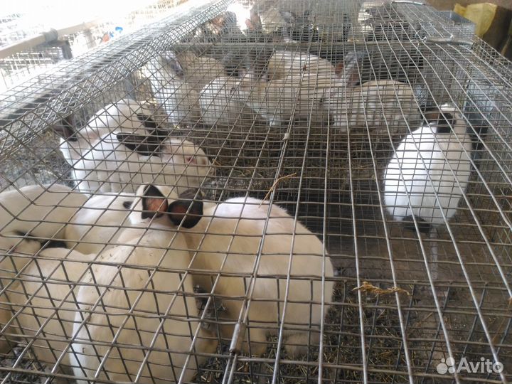 Мясо кролика