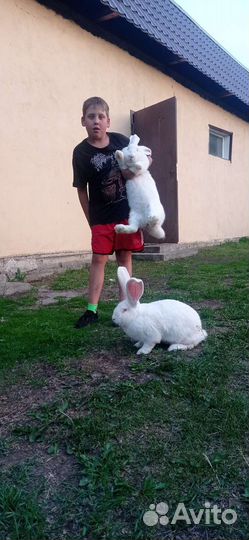 Чистопородные кролики