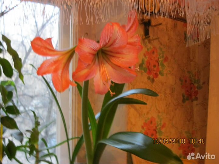 Гипеаструм