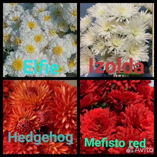 Рассада хризантемы мультифлора