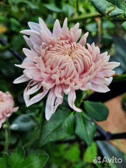 Хризантемы