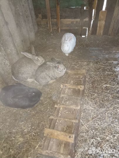 Кролики мясных пород