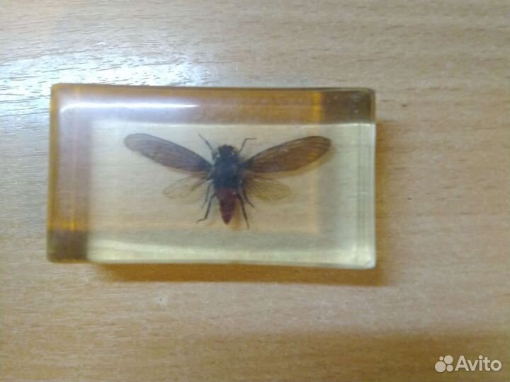 Насекомые в стекле