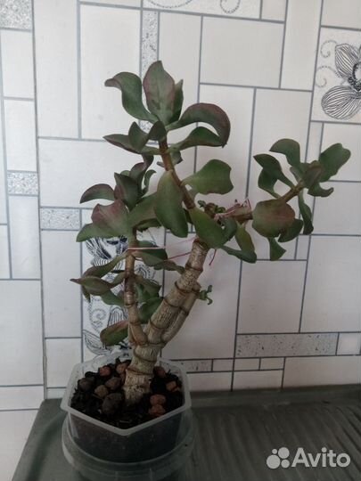 Толстянка бонсай