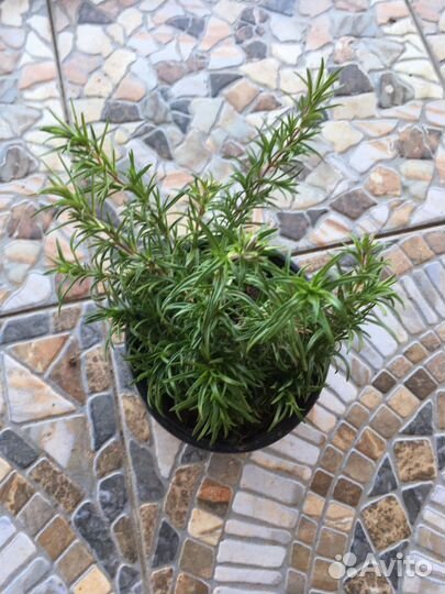 Флокс шиловидный и другие почвопокровные