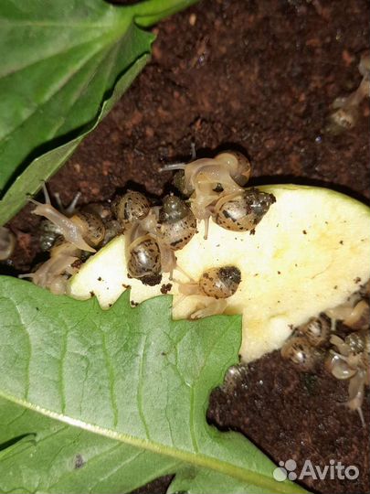 Улитята Ахатины