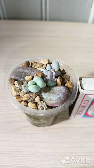 Суккуленты