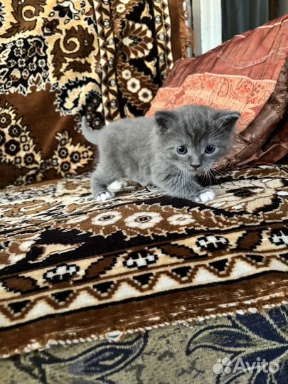 Маленький котик