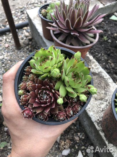 Каменная роза