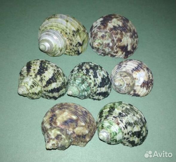 Набор морских ракушек